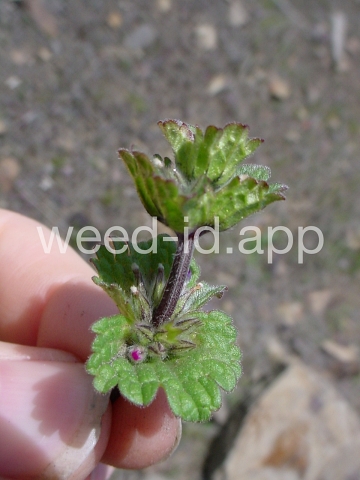 henbit